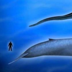 Какой самый большой в мире кит