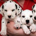 Появление на свет — роды у собаки: признаки начала и процесс родов, как принять их в домашних условиях